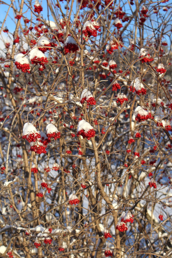 Highbush cranberry fruit hand on the bushes all winter long. Here's one in February in Vermont.