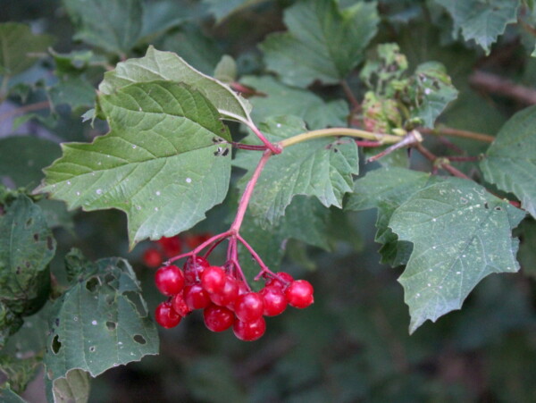 Highbush Cranberry Viburnum opulus