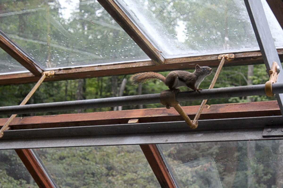 Squirrel in Greenhouse