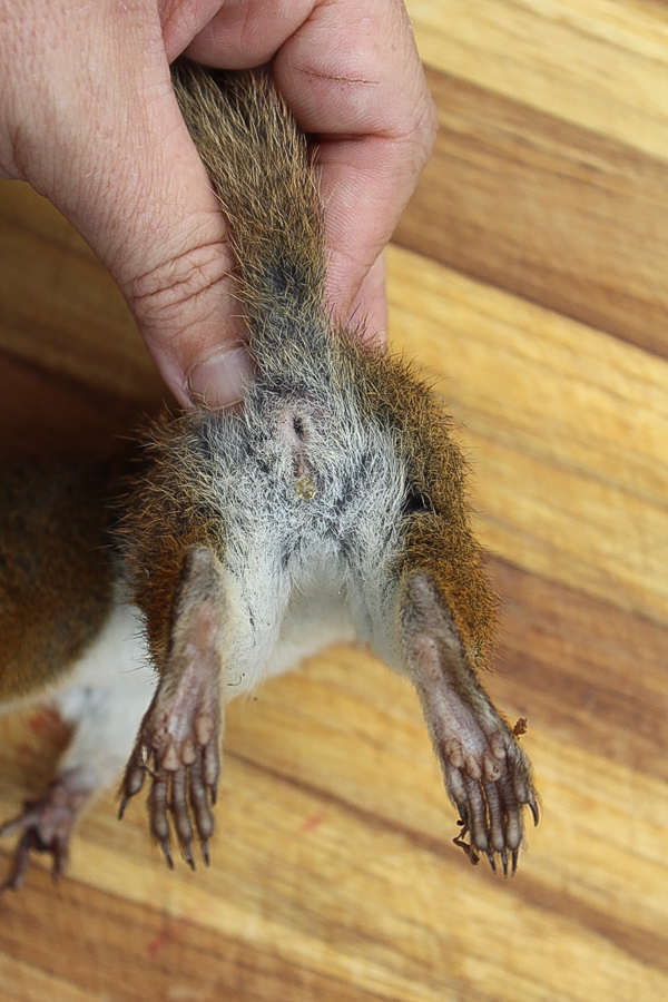 Squirrel Hind End