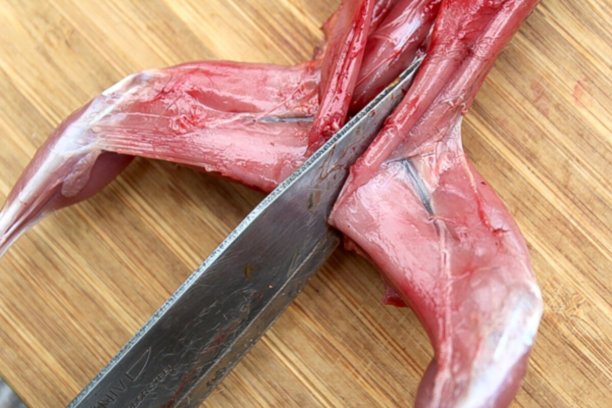 Split Squirrel Pelvis