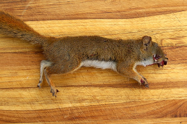 Squirrel Shot with 22