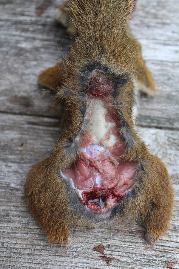Skinning a Squirrel Tail Pulled Back