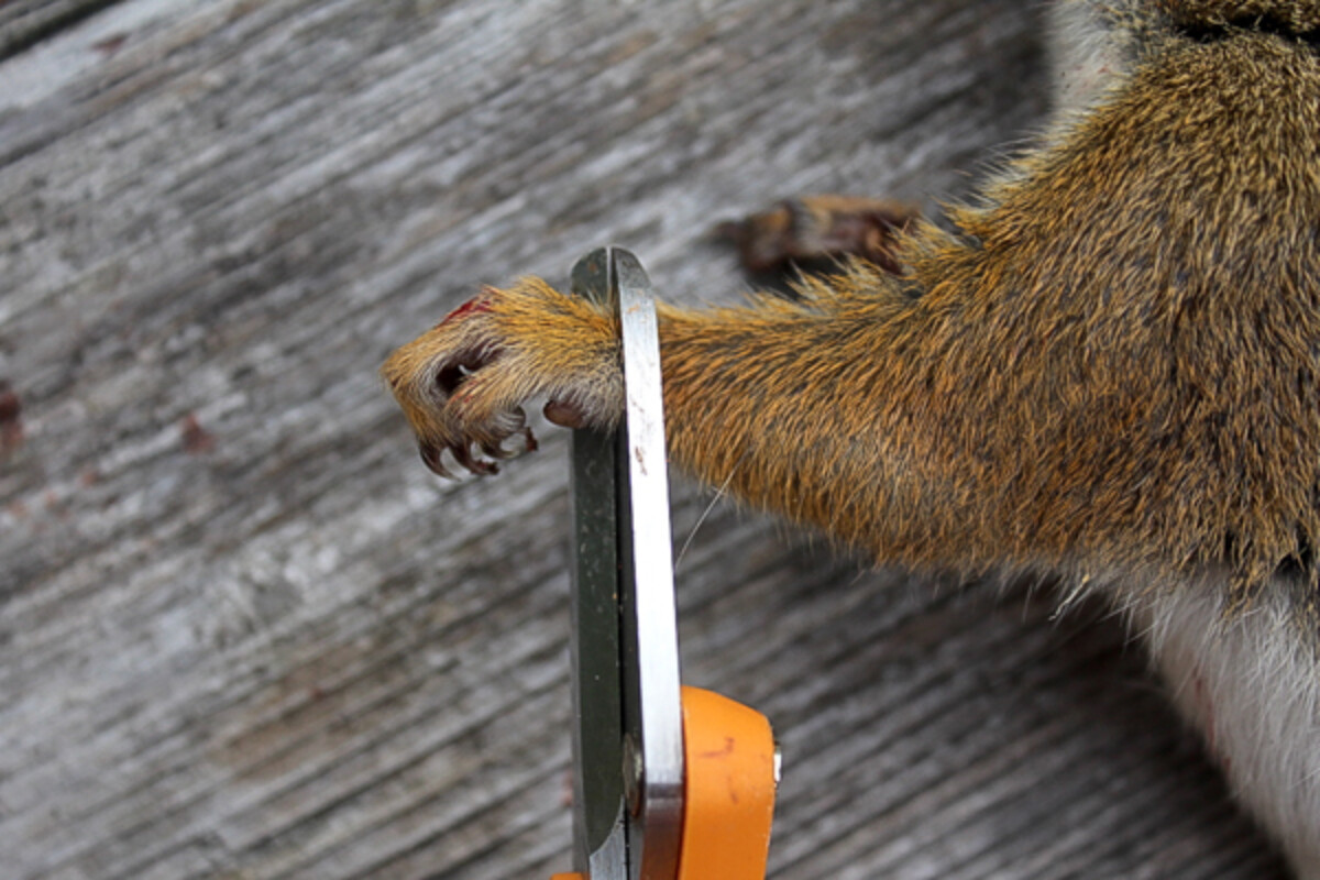 Removing Squirrel Feet