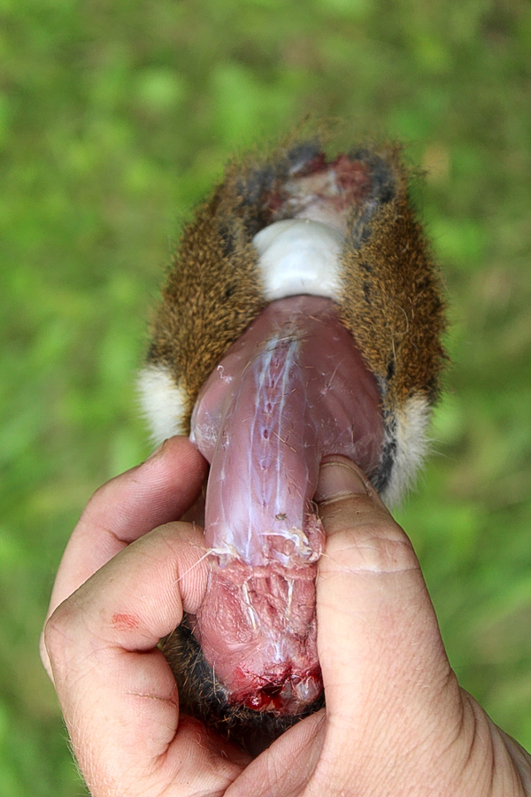 Pulling Back Squirrel Skin