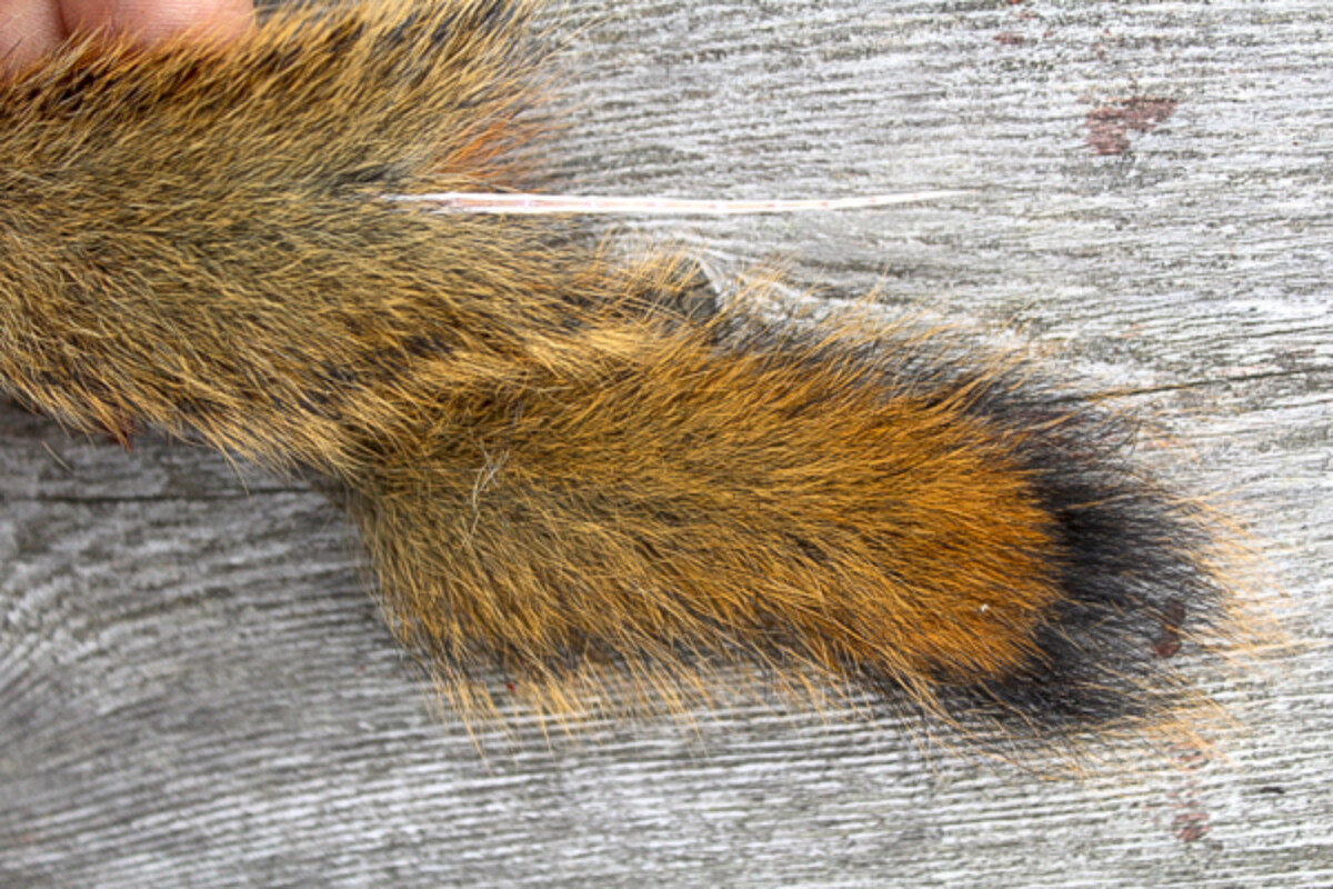 Squirrel Tail Removed