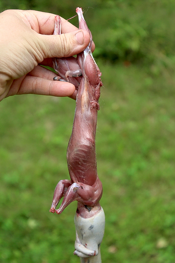 Skinning Squirrel