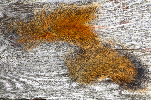 Squirrel Tail Completely Removed