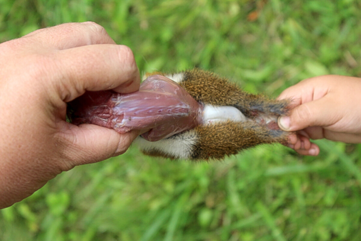 Pulling Squirrel Skin off