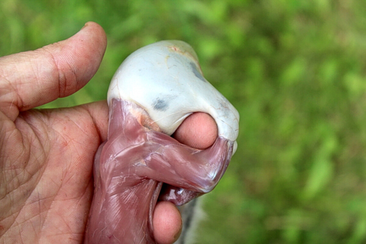 Skinning Squirrel Front Legs