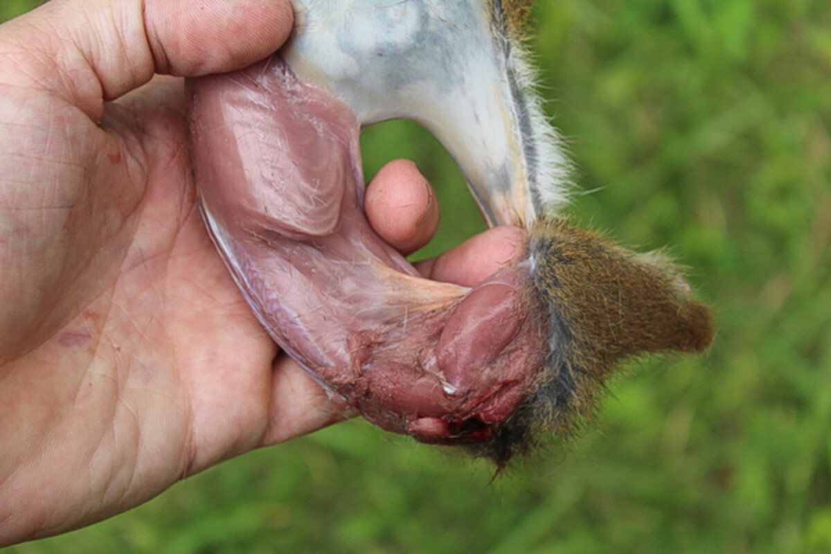 Squirrel Skin Removed From Torso