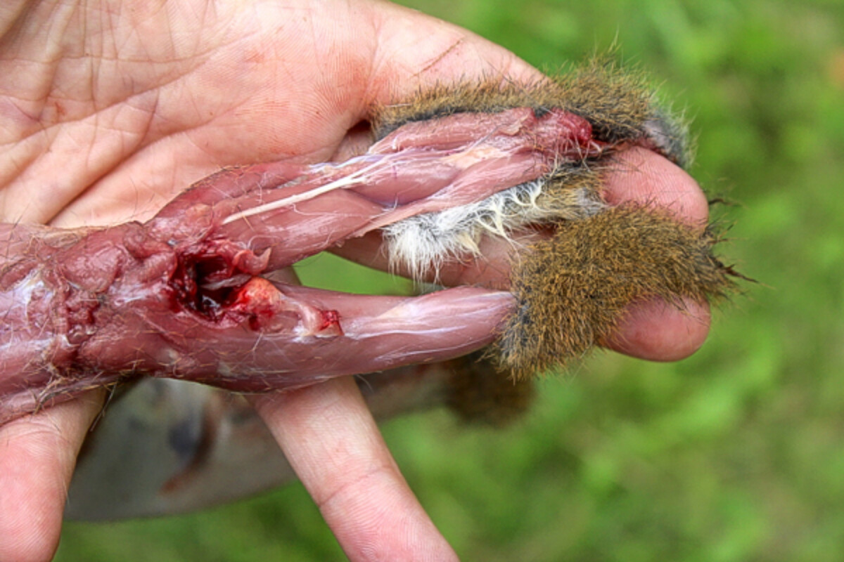 Removing Fur from Squirrel Back Legs