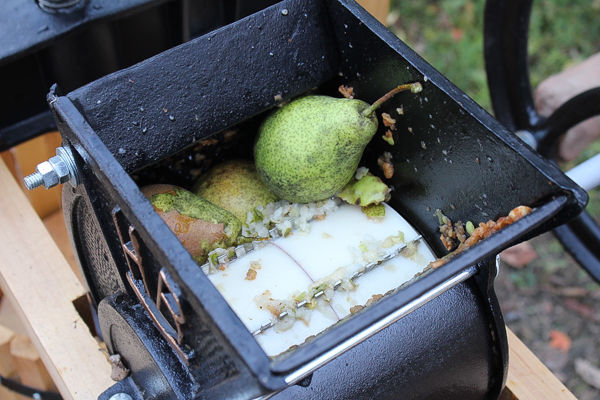 Pressing Pears for Pear Cider