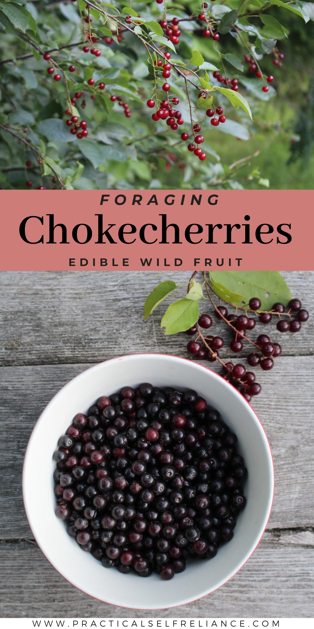 Identifying Chokecherries