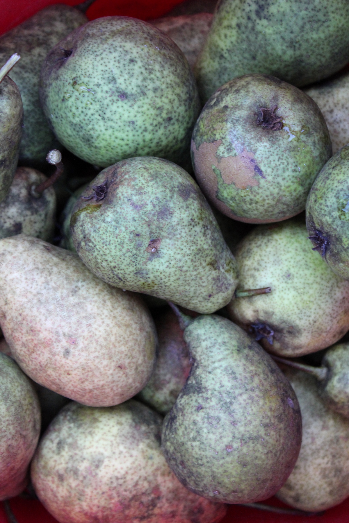 Pears for Pear Cider
