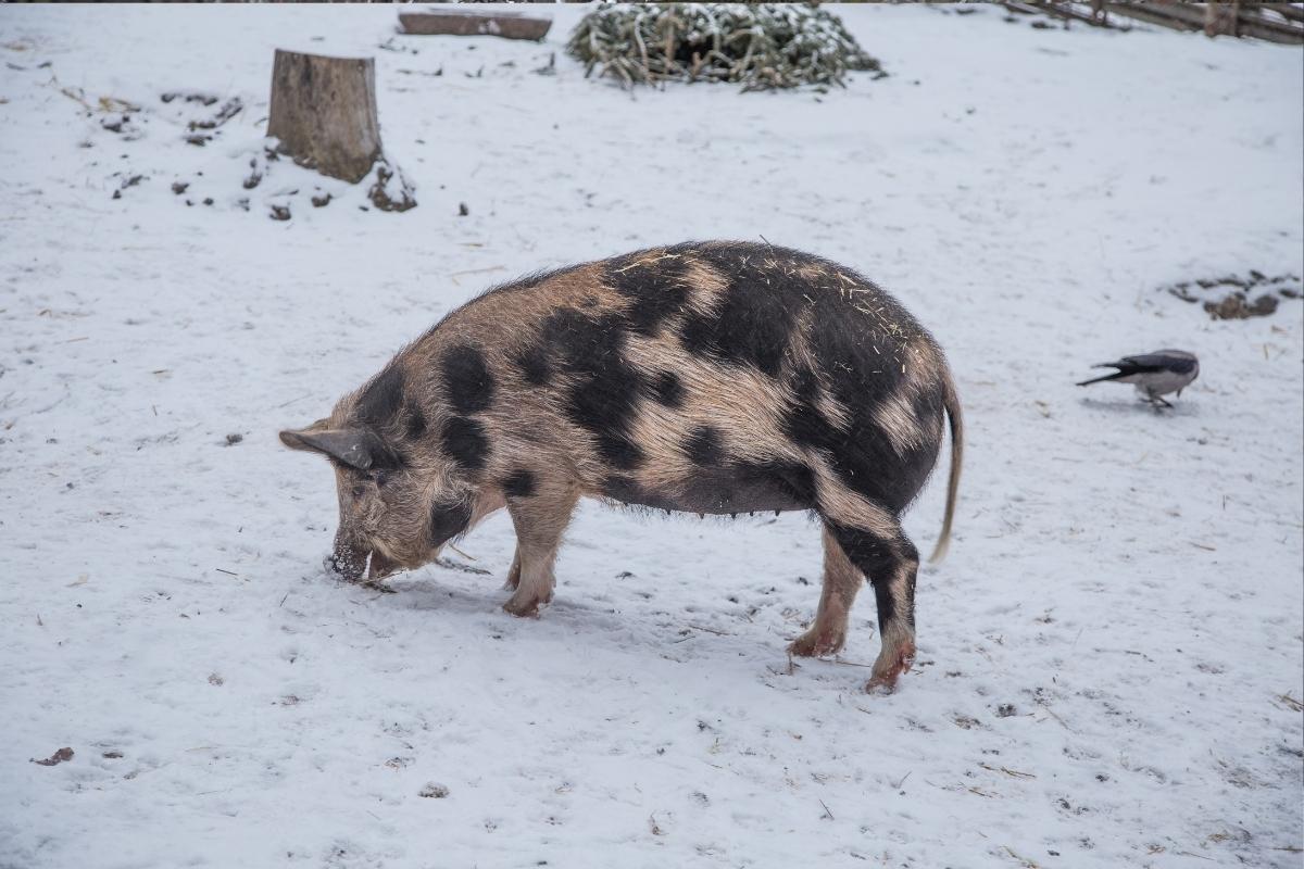 Pigs in Winter