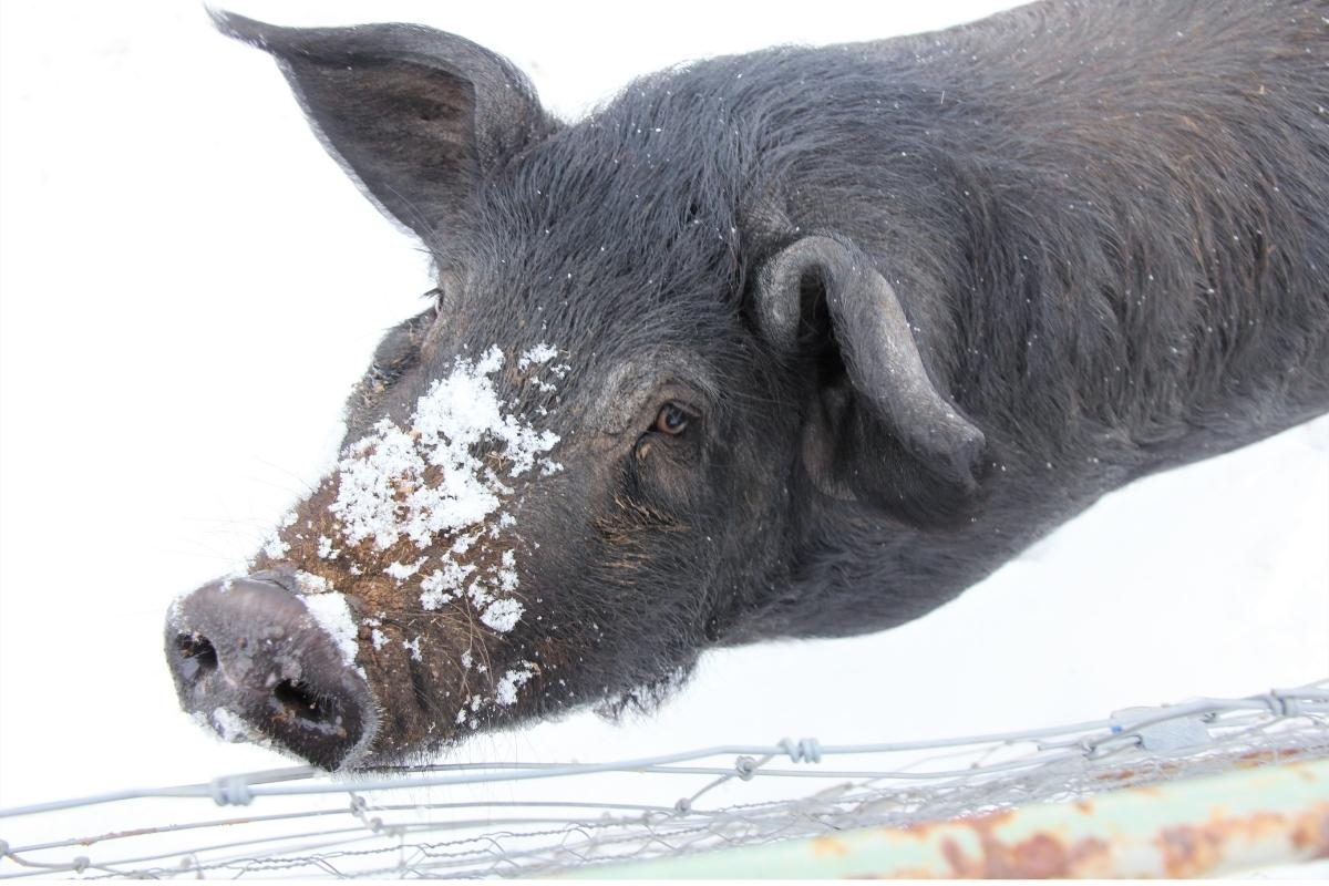 Pigs in snow
