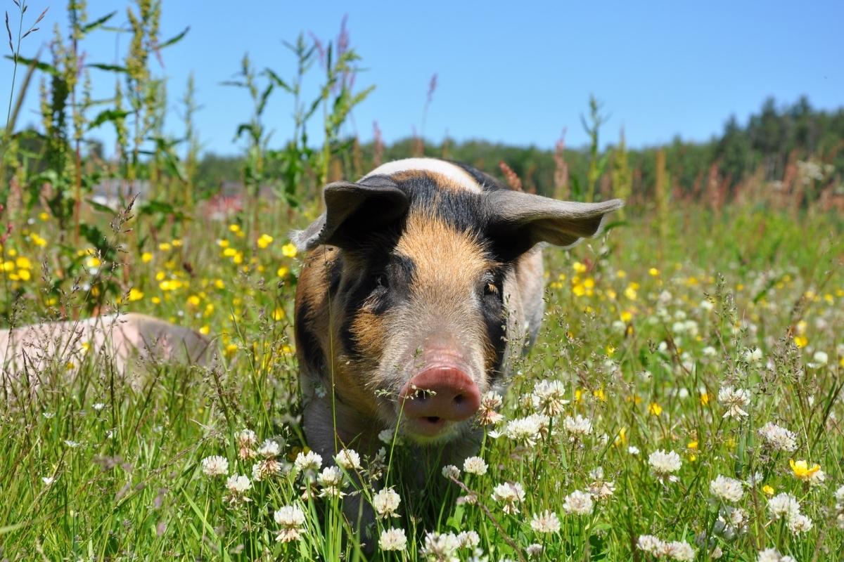 Pigs on Pasture