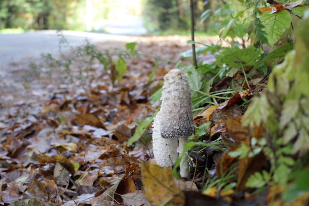 Shaggy Mane Mushrooms growing alongside a dirt road in autumn in Vermont.