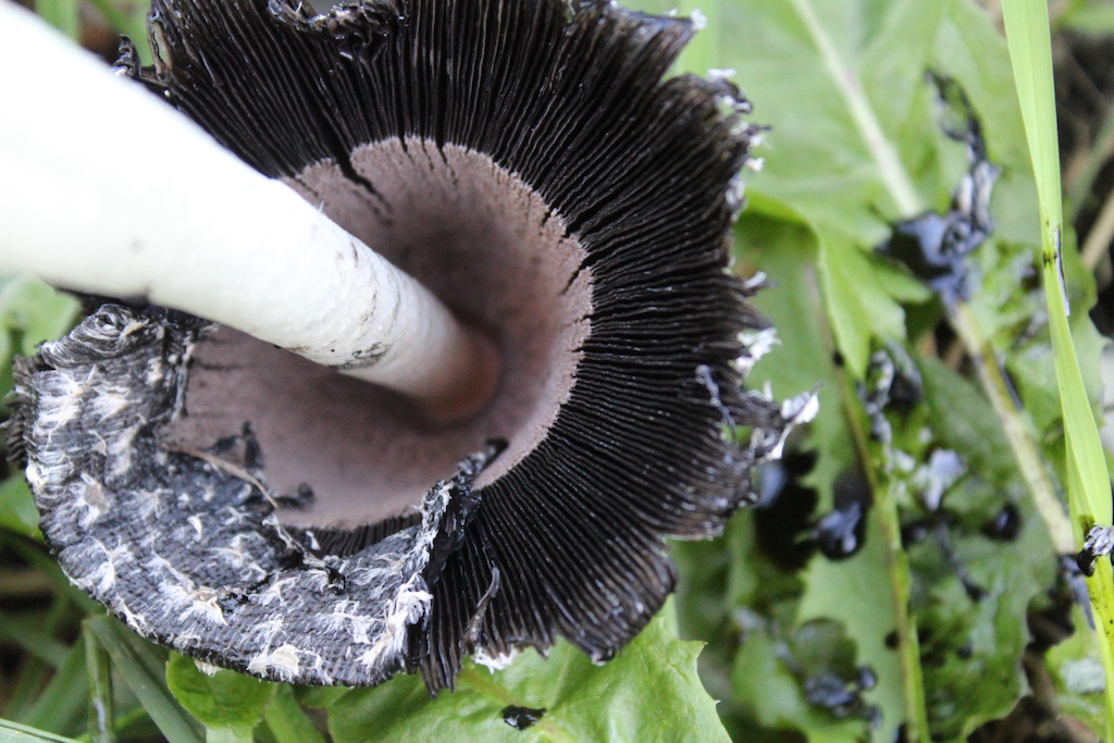 Shaggy Mane Gills