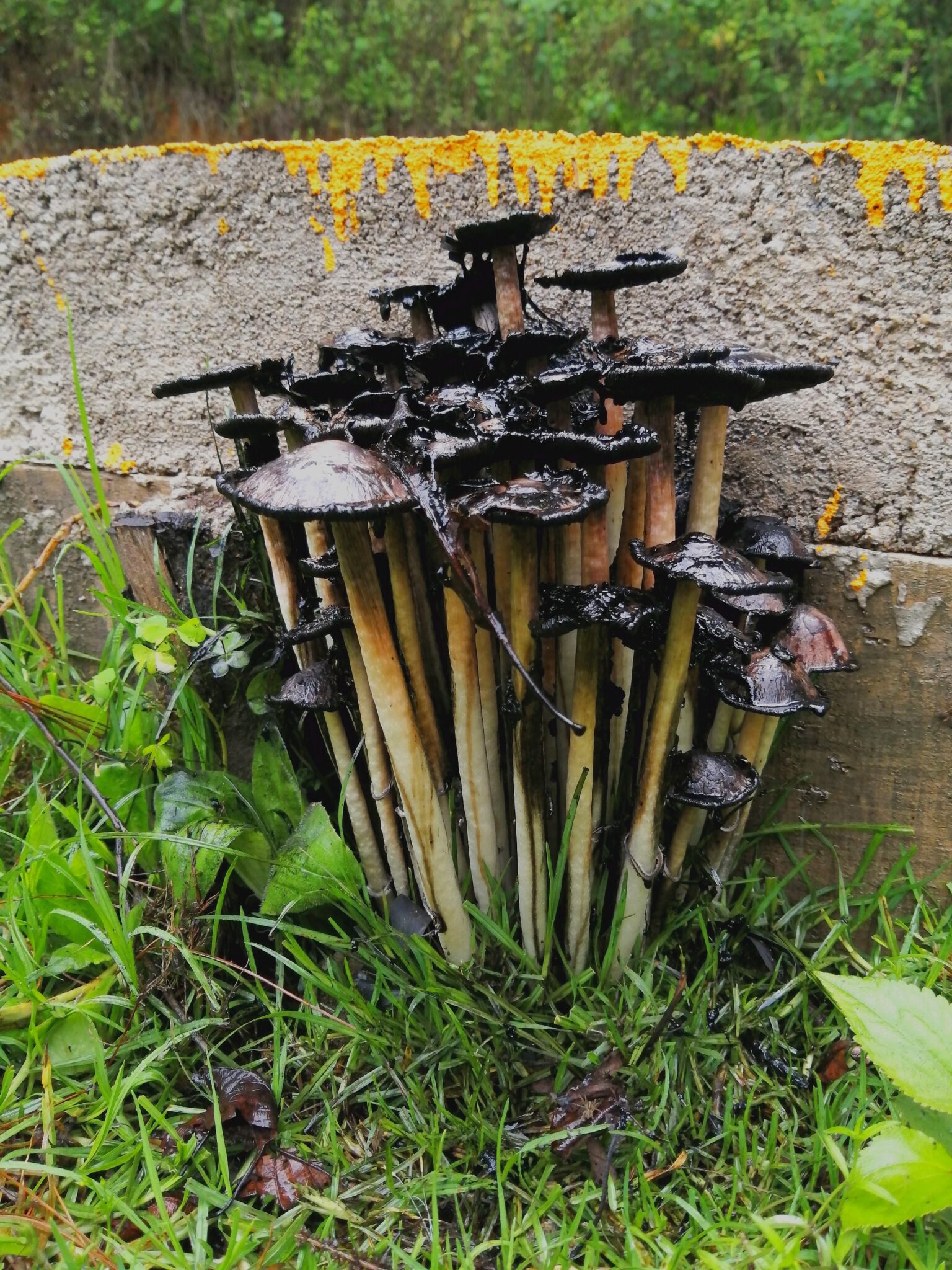 Shaggy Mane Mushrooms Past Prime