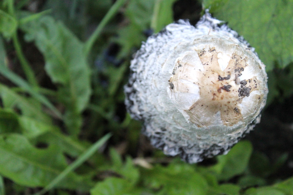 Shaggy Mane Top View
