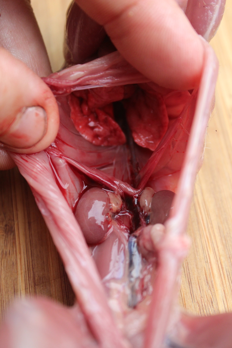 Squirrel Organs and Diaphragm