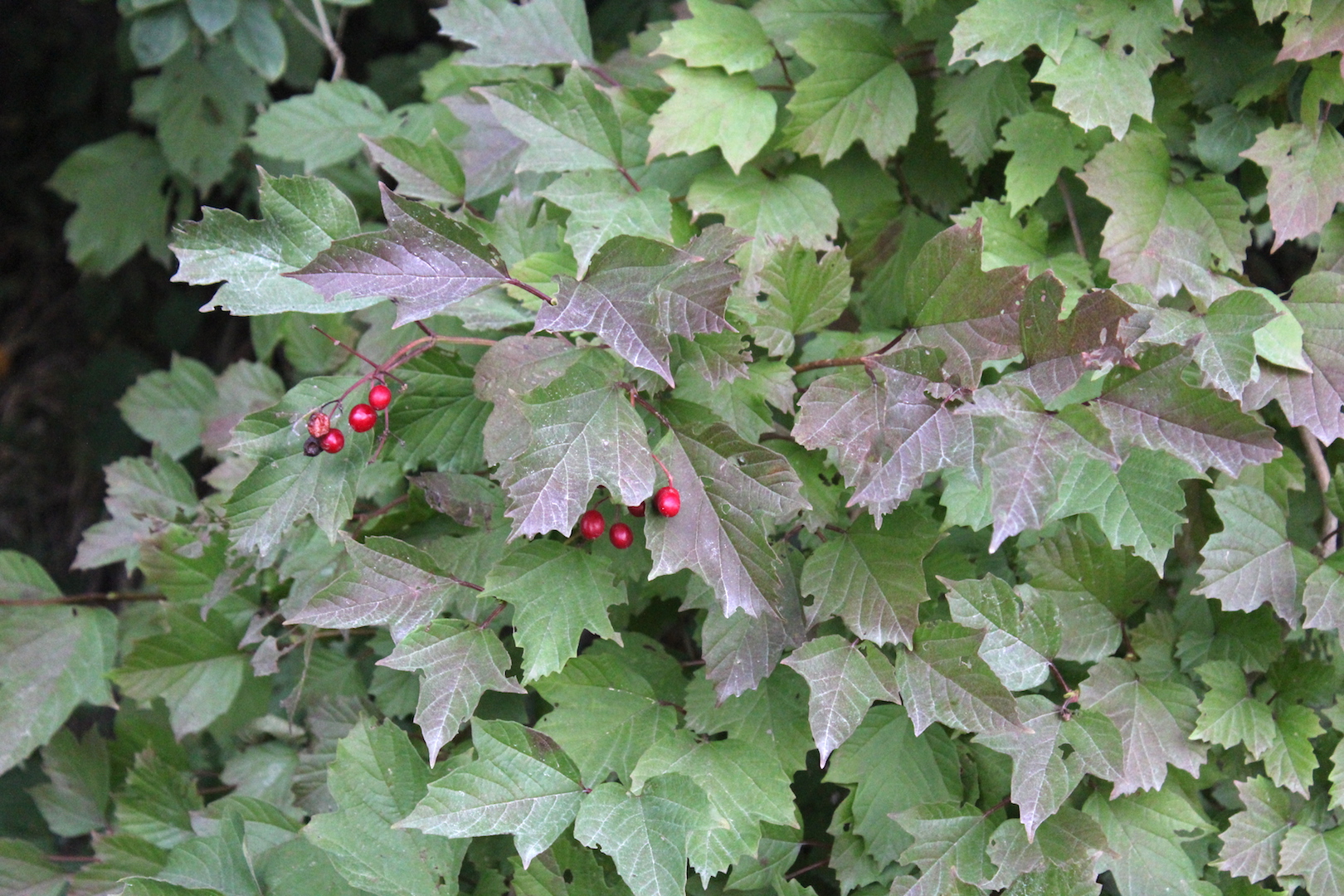 Foraging Highbush Cranberry for Food & Medicine
