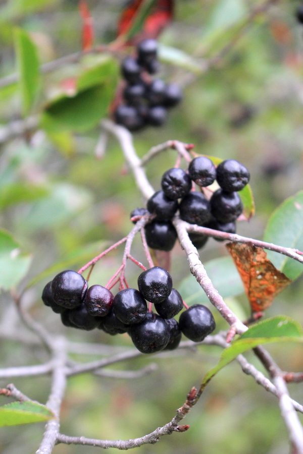 Wild Berries of Black Chokeberry (Aronia)