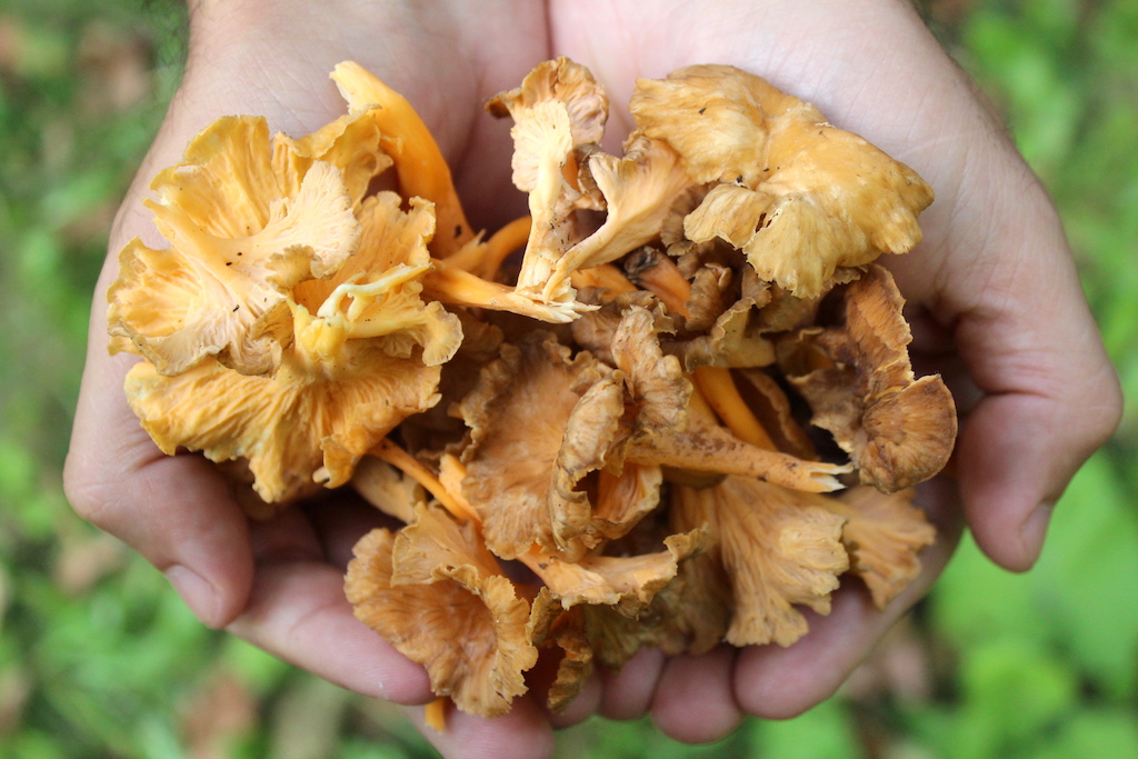 Yellowfoot Chanterelles