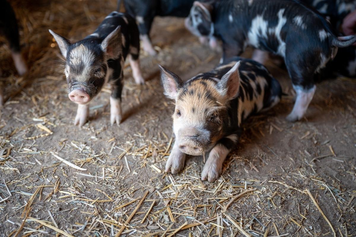 Young Pigs
