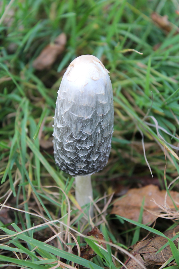 Younger Shaggy Mane