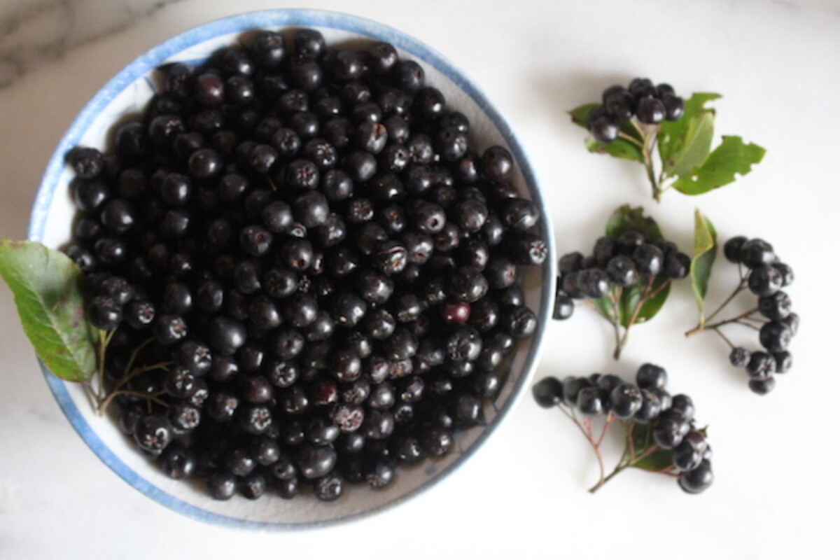 wild foraged black chokeberry (aronia berries)