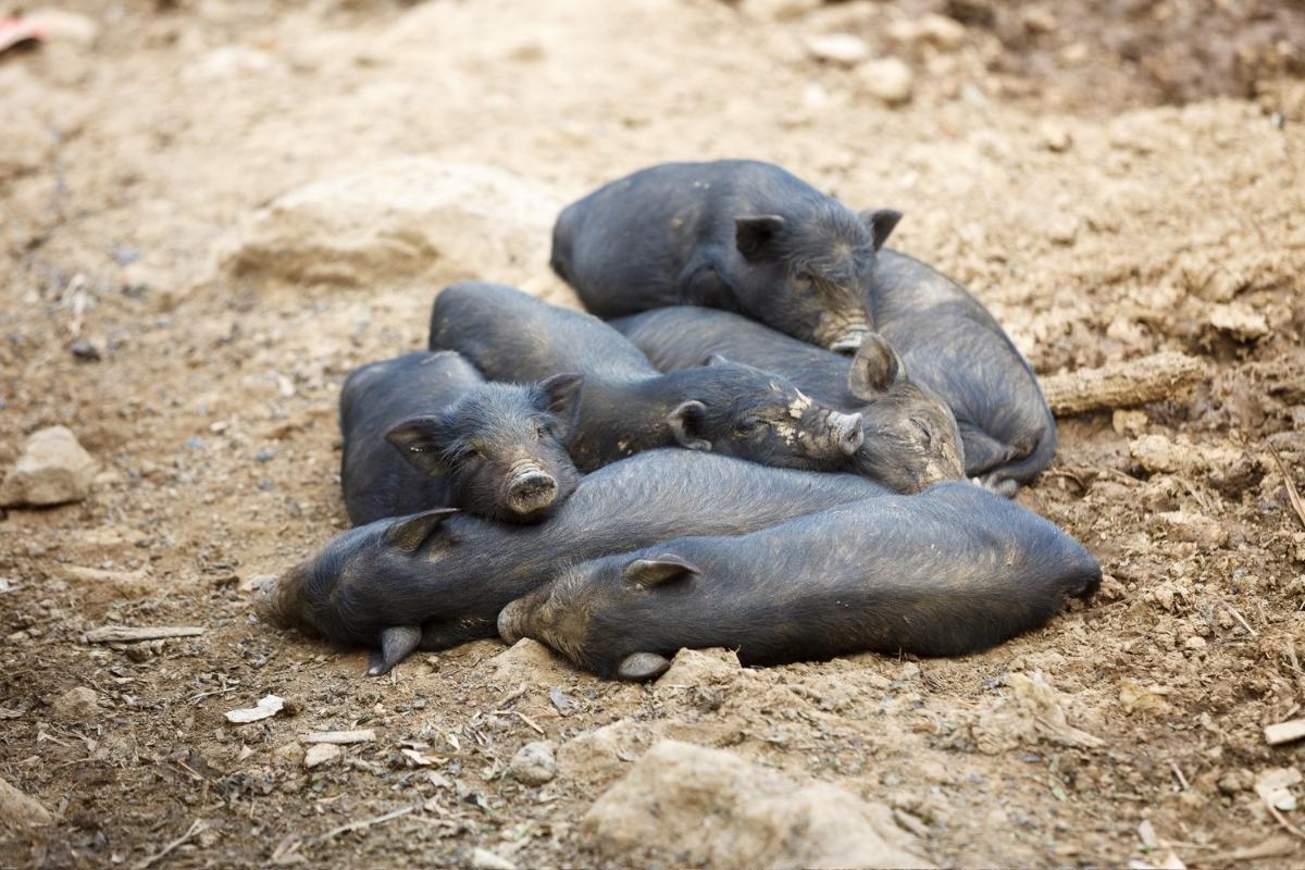 group of piglets