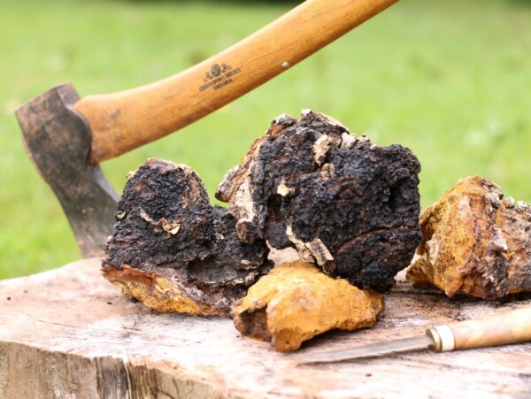 raw chaga on a wooden stump with an axe in the background