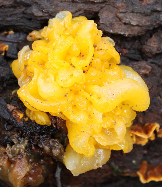 A large yellow jelly fungus parasitizing another mushroom on hardwood (Tremella mesenterica)