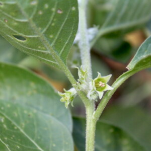 Ashwagandha Plant Flower