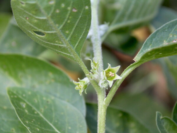 Ashwagandha Plant Flower