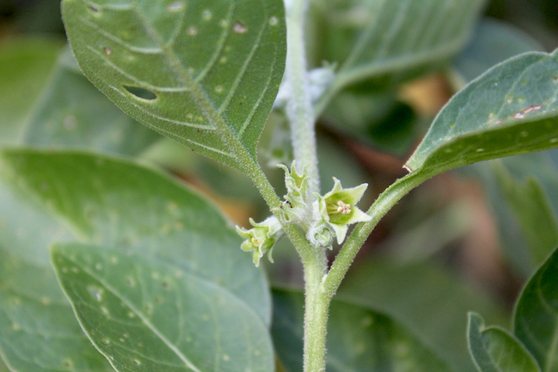 Ashwagandha Plant Flower