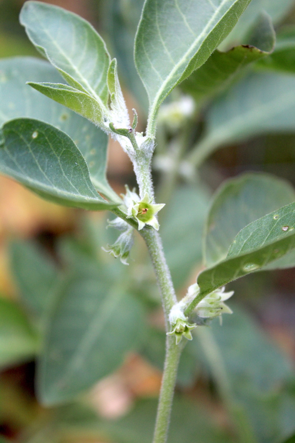 Ashwagandha Flowers