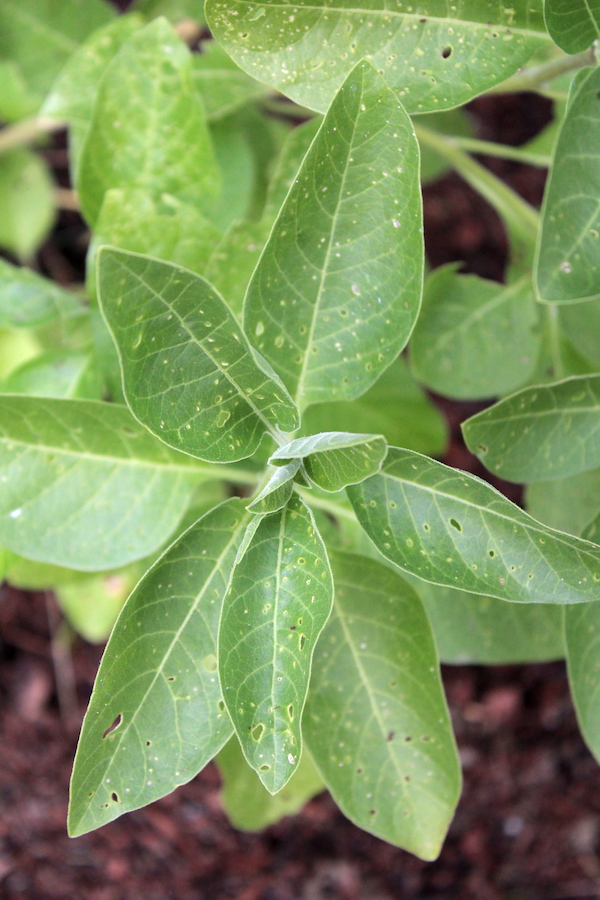 Ashwagandha Plant