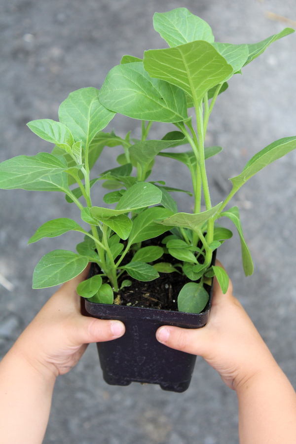 Ashwagandha Seedling