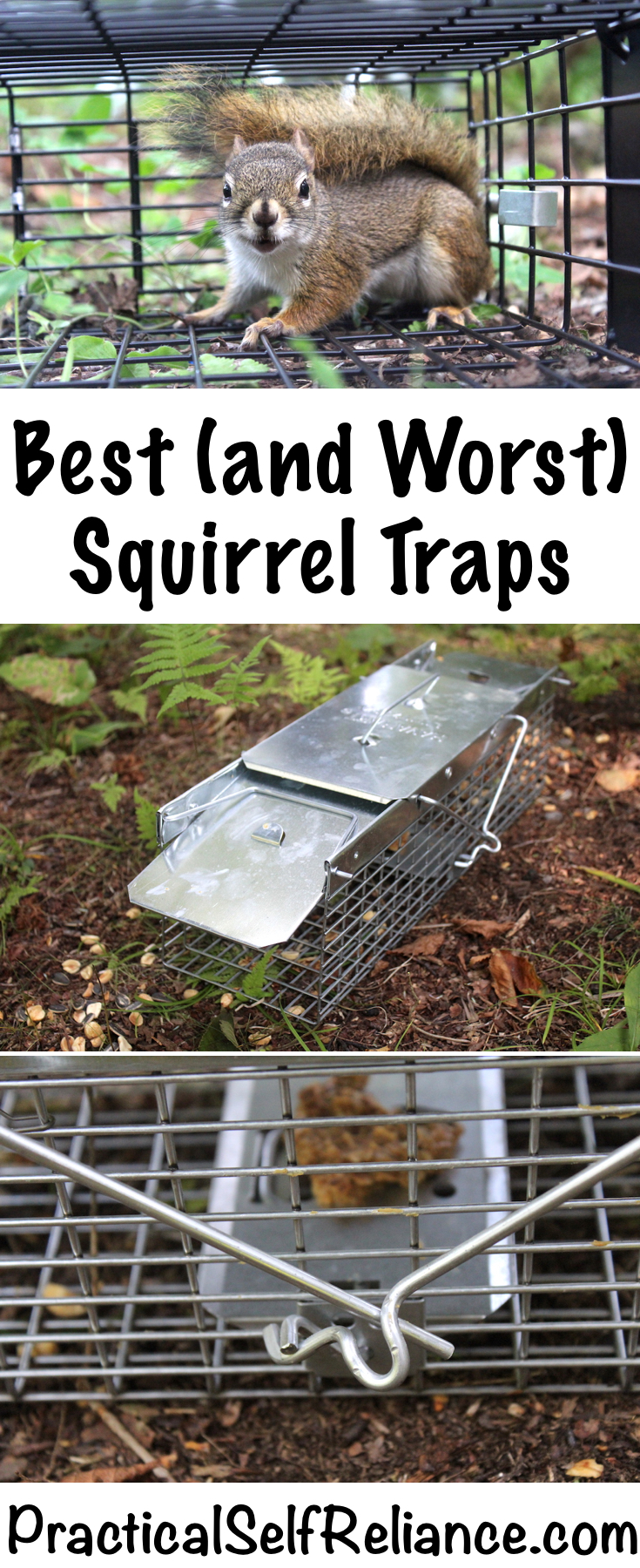 Best (and Worst) Squirrel Traps