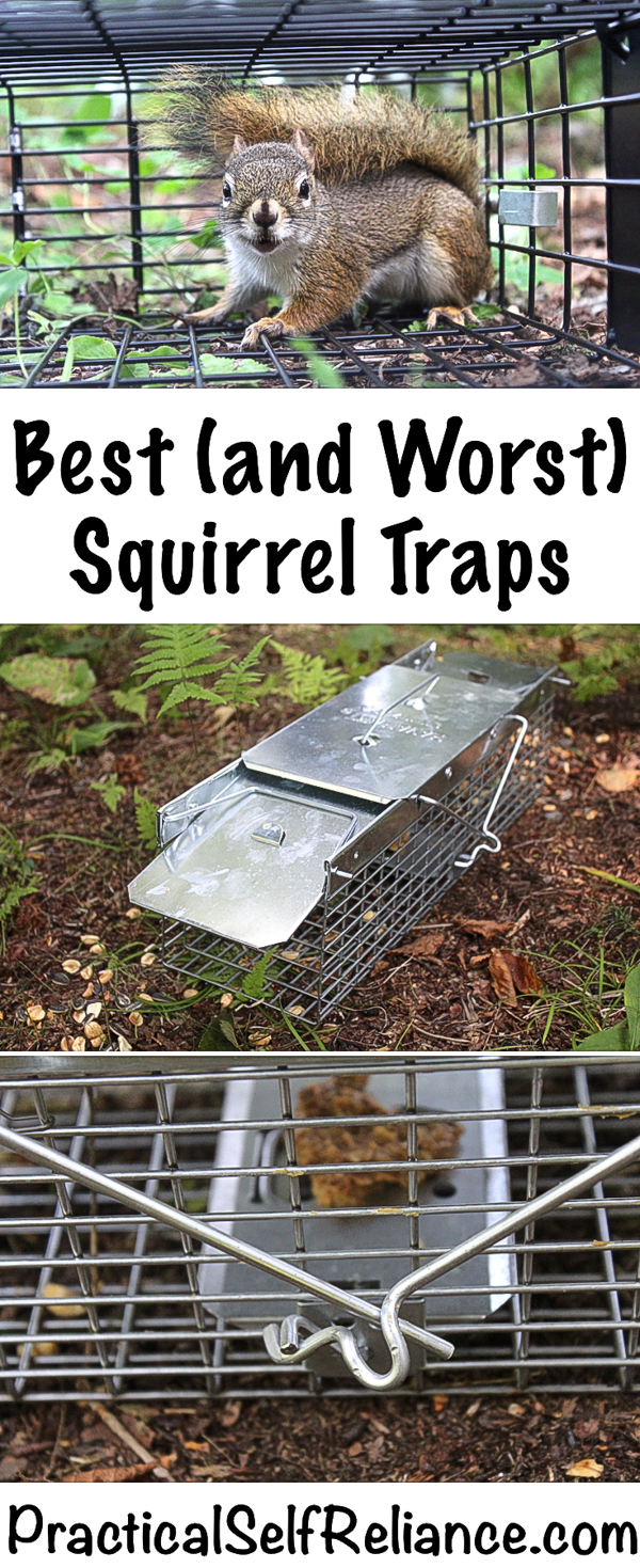 Best Squirrel Traps ~ Best and Worst Squirrel Traps ~ Squirrel Traps that Work #squirrels #gardening #birdwatching #trapping #survival #preparedness #homesteading