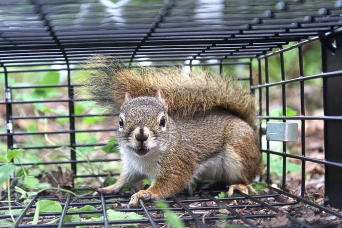Best Squirrel Traps