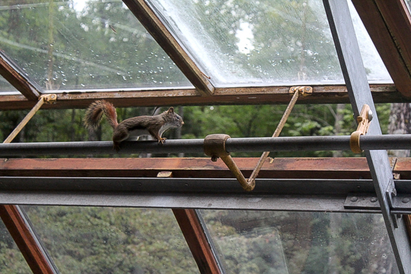 Greenhouse Squirrel Display