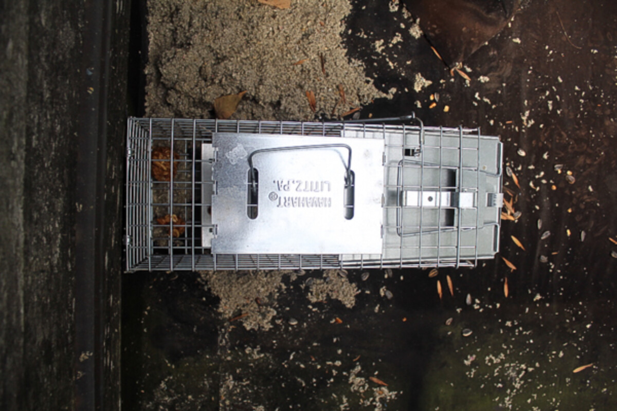 Rooftop Squirrel Trap Setup