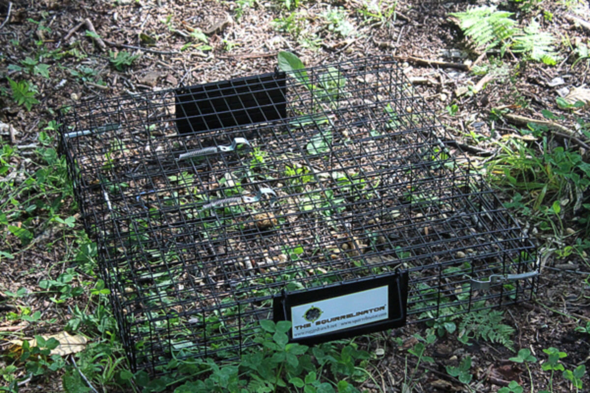 Squirrelinator Trap Setup