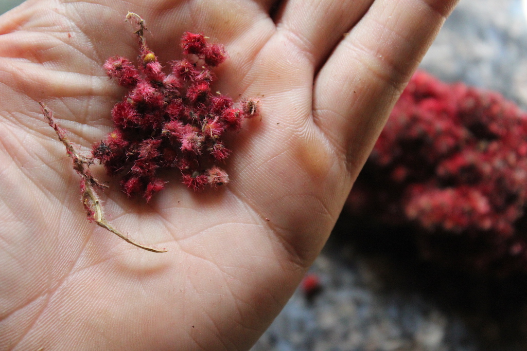 Breaking Apart Sumac