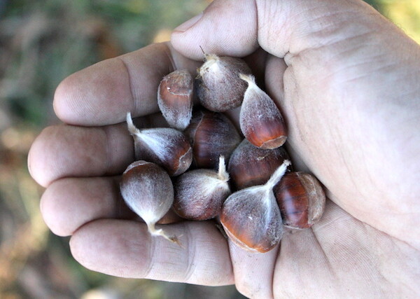 Chestnut Harvest